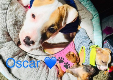 67491260 2523379737899887 7191059912581971968 n