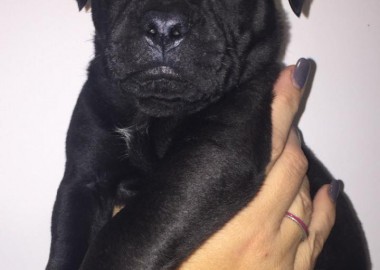 67760066 2482547361783839 5533002377965076480 n