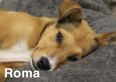 68459602 1132439423608917 4857304237329088512 n